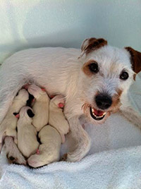 SOPHIE WITH PUPPIES