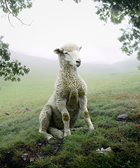 SIMEN JOHAN PHOTOGRAPH